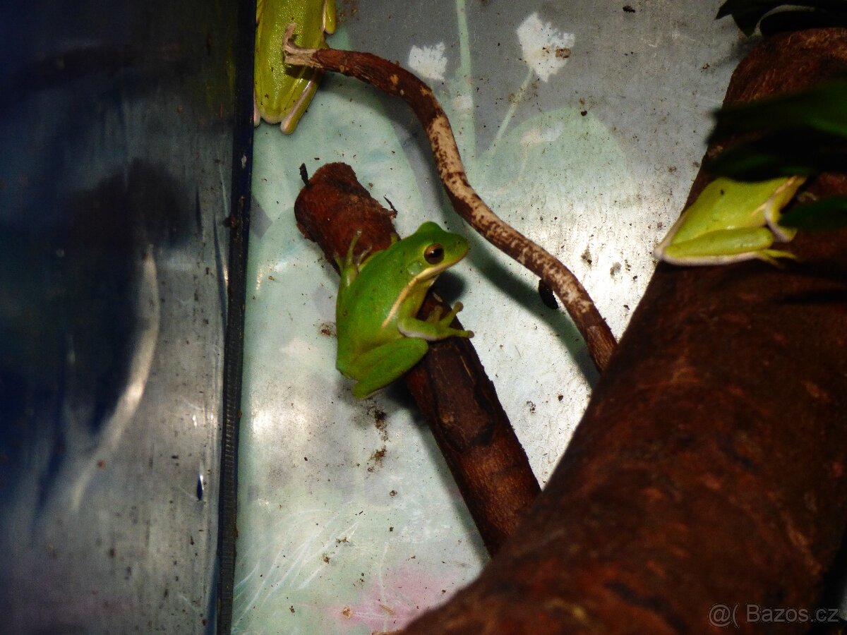Rosnička karolínská (Hyla cinerea) - 2