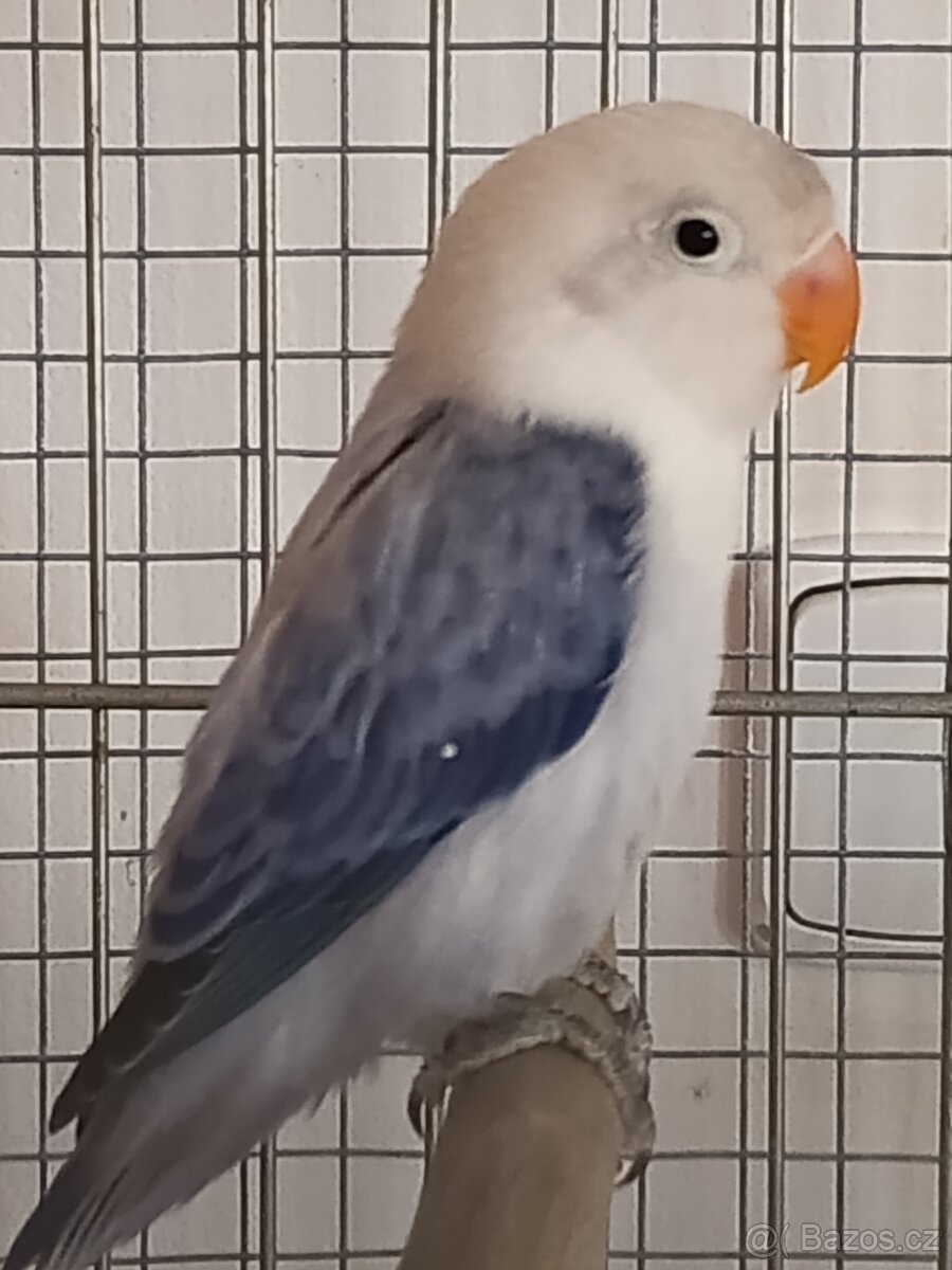 Agapornis fischeri - 2