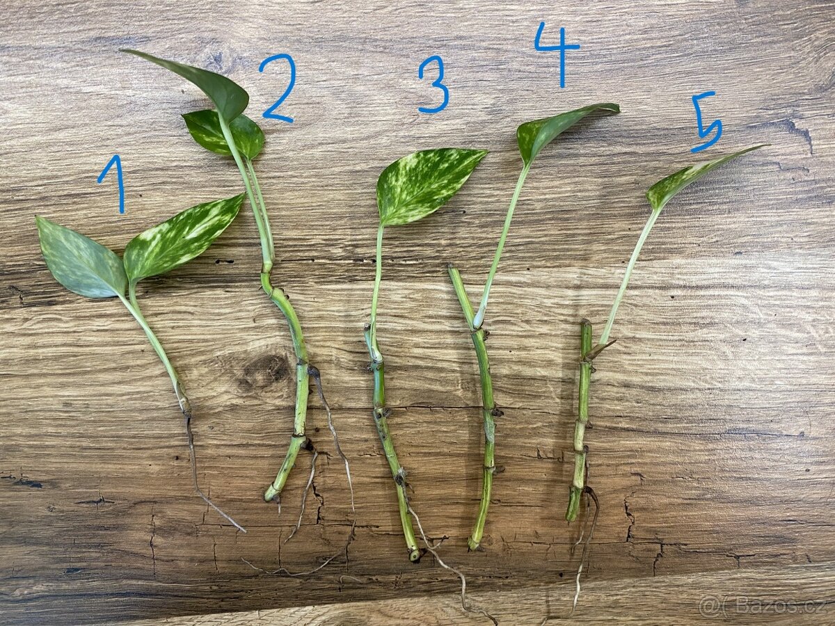 Epipremnum aureum - řízky - 2