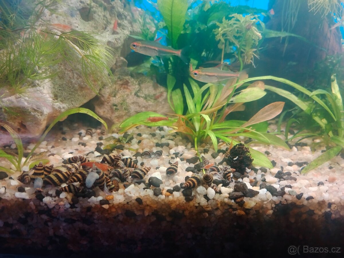 Helena, Surmovka vražedná - 2