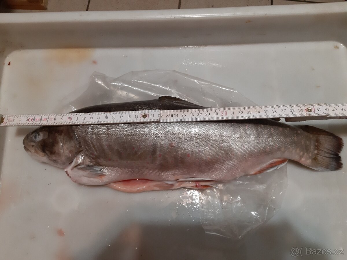 prodej pstruhů - 2