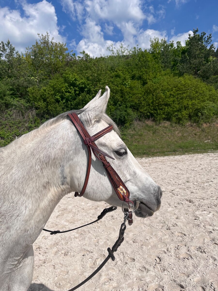 Prodám valacha qh - 2