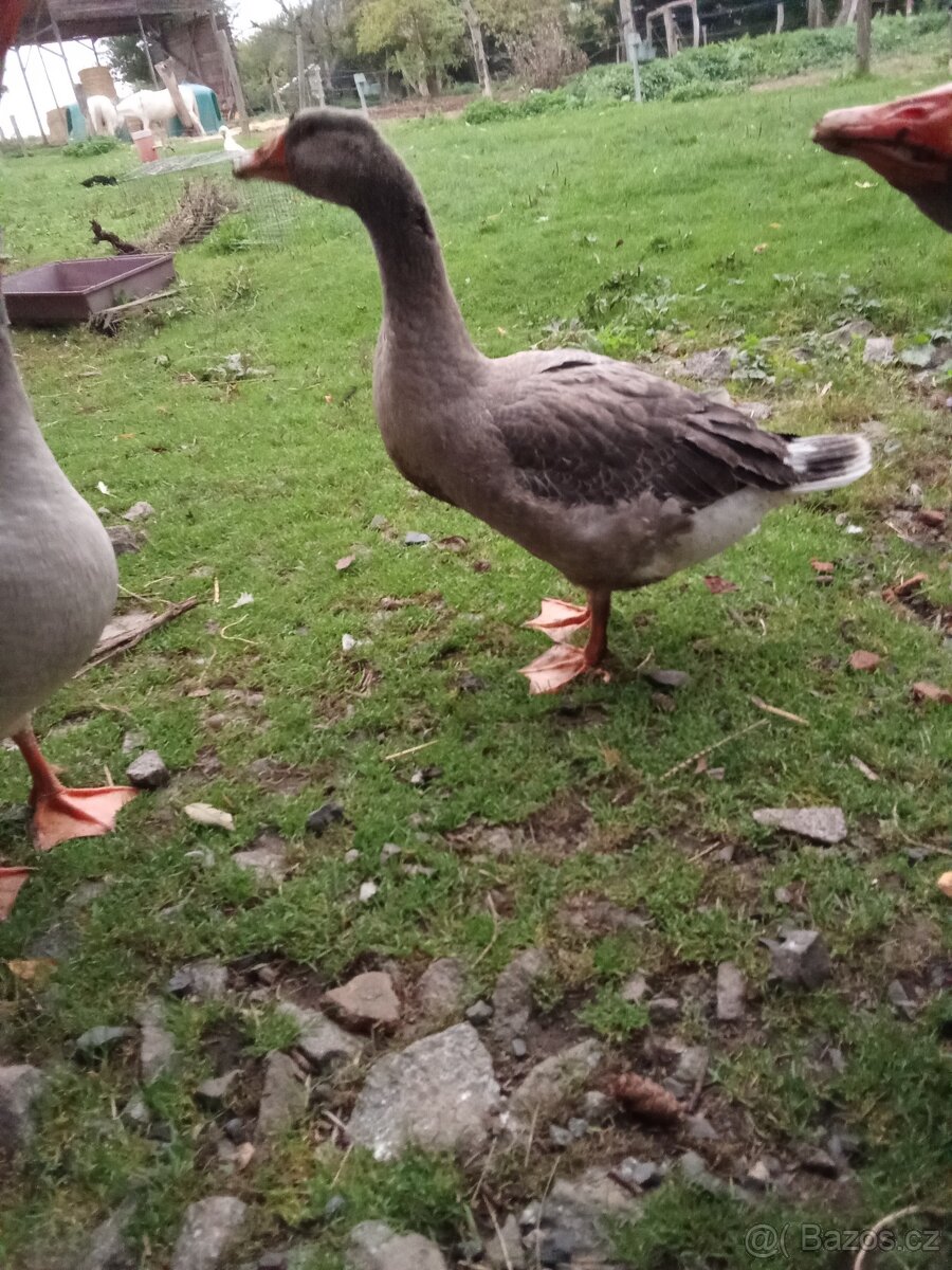 Husa landeská, letošní. - 2