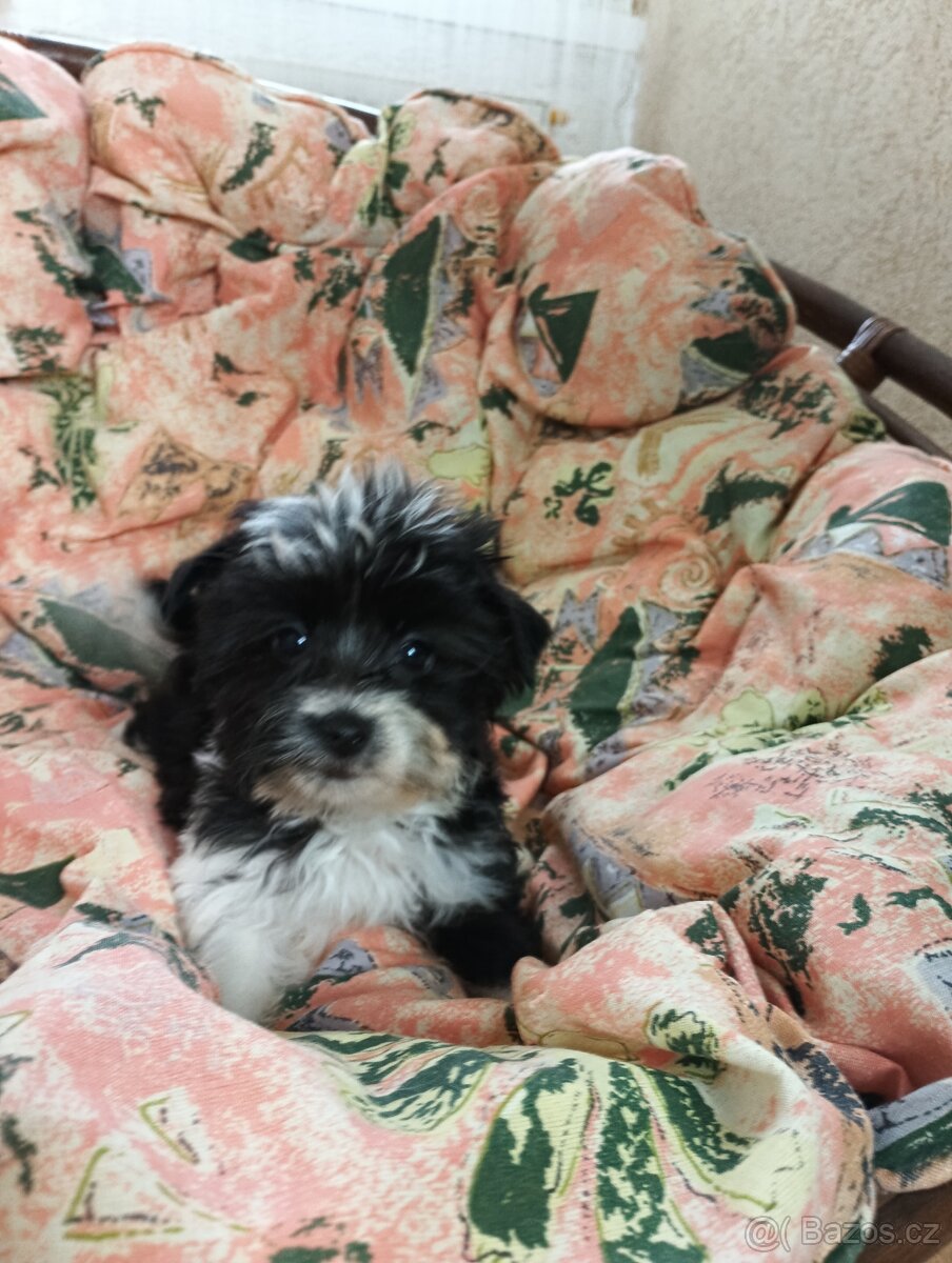 Yorkshire teriér Biro (, Jorkšírský teriér Biro) - 2