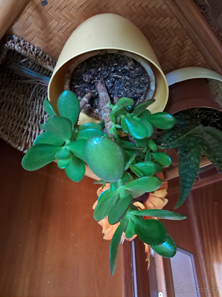 Tlustice symbol bohatství - 2