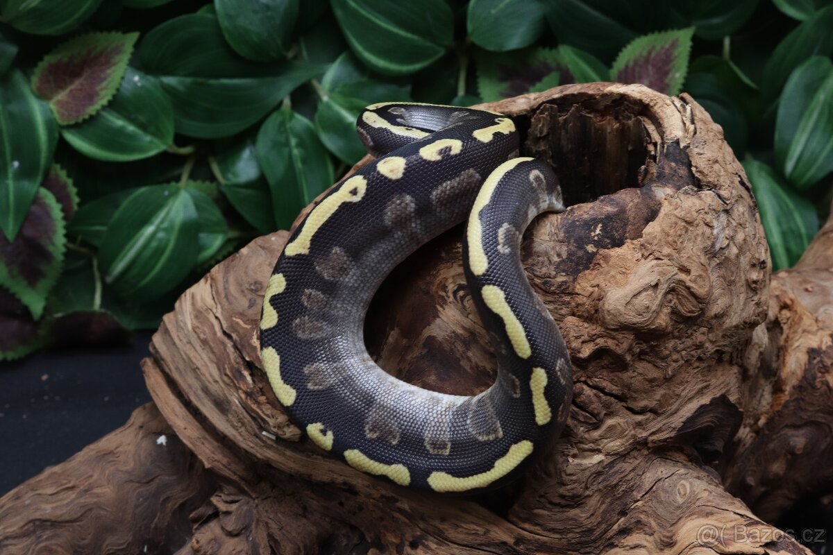 Krajta královská - samec - Ghi Mojave - 2