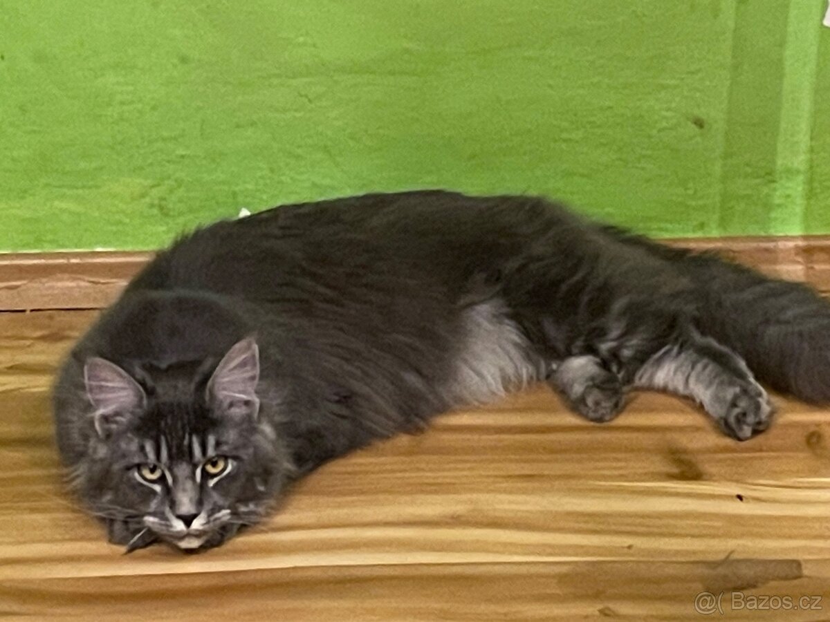 Mainská mývalí s pp - 2