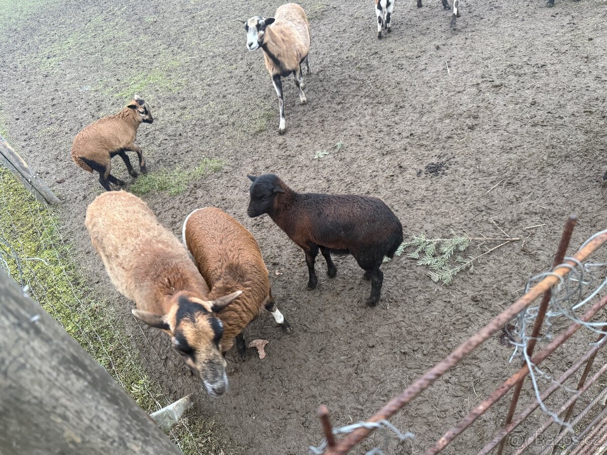 Prodám kamerunské ovce - 2