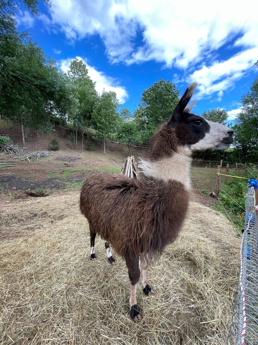 Lama krotká - samec - 2