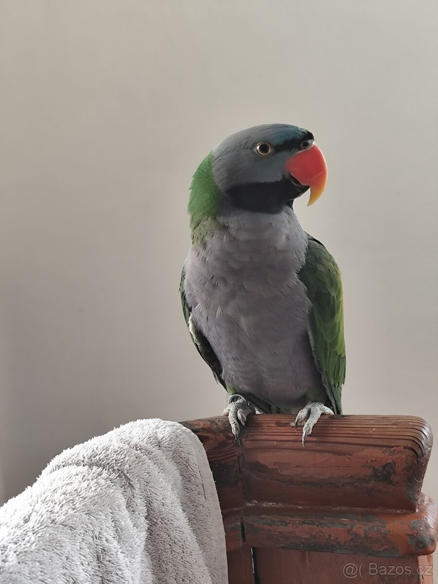 Alexandr čínský - 2