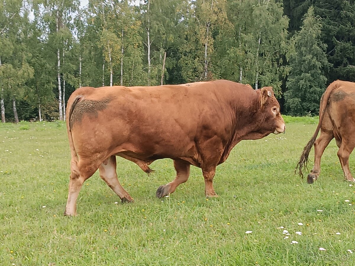Plemenný býk - 2