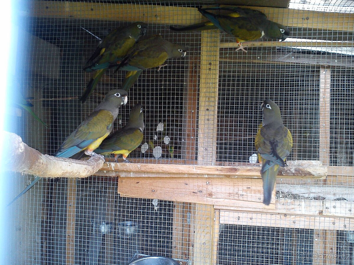 Papoušek patagoský - 2