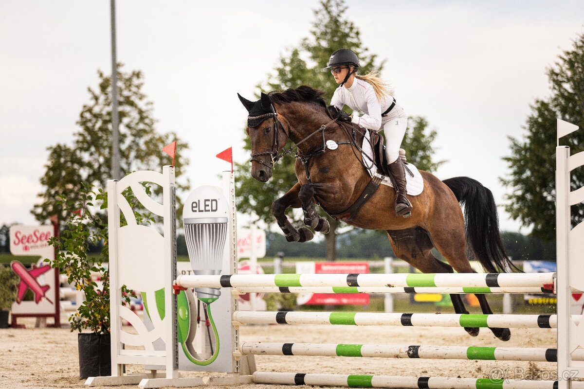 Skokově nadaná klisna po Chico´s Boy - 2
