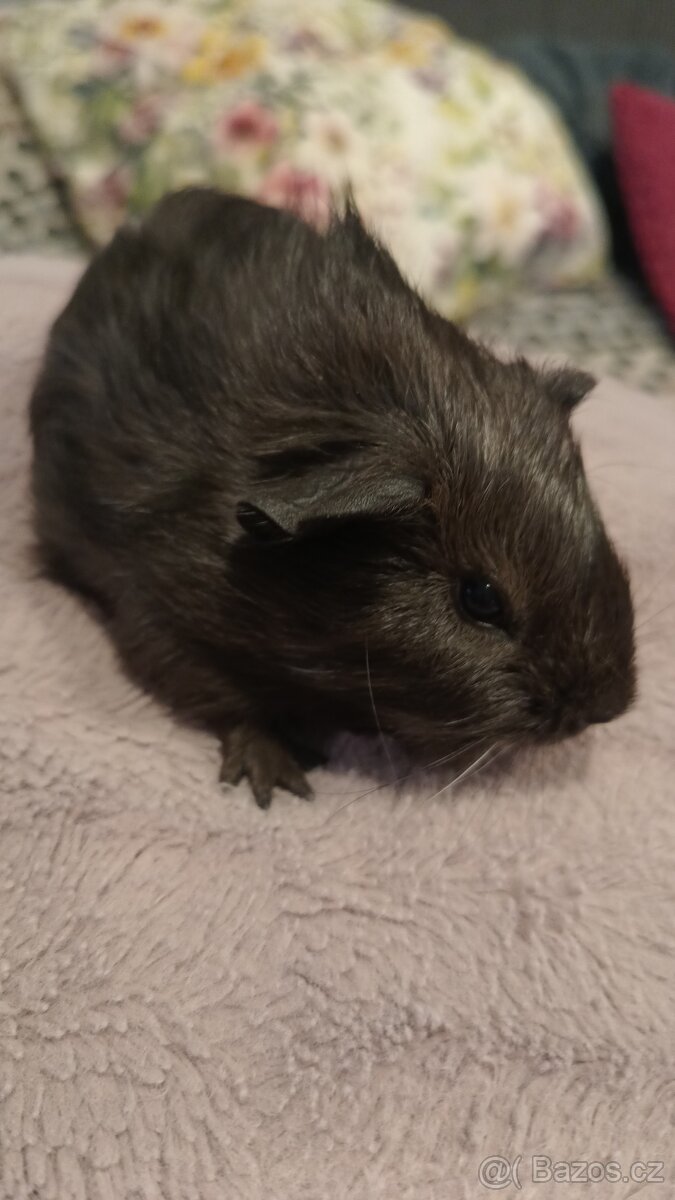 Morče, sameček , stáří 6 týdnů - 2
