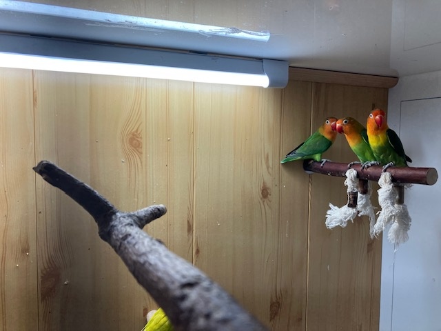 Agapornis Fischeri - 2