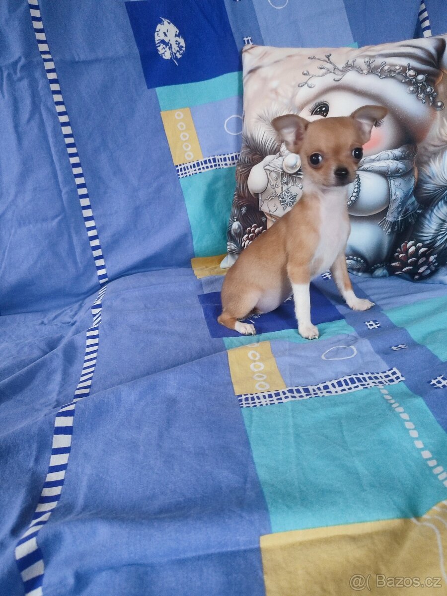 Čivava krátkosrstá - 2