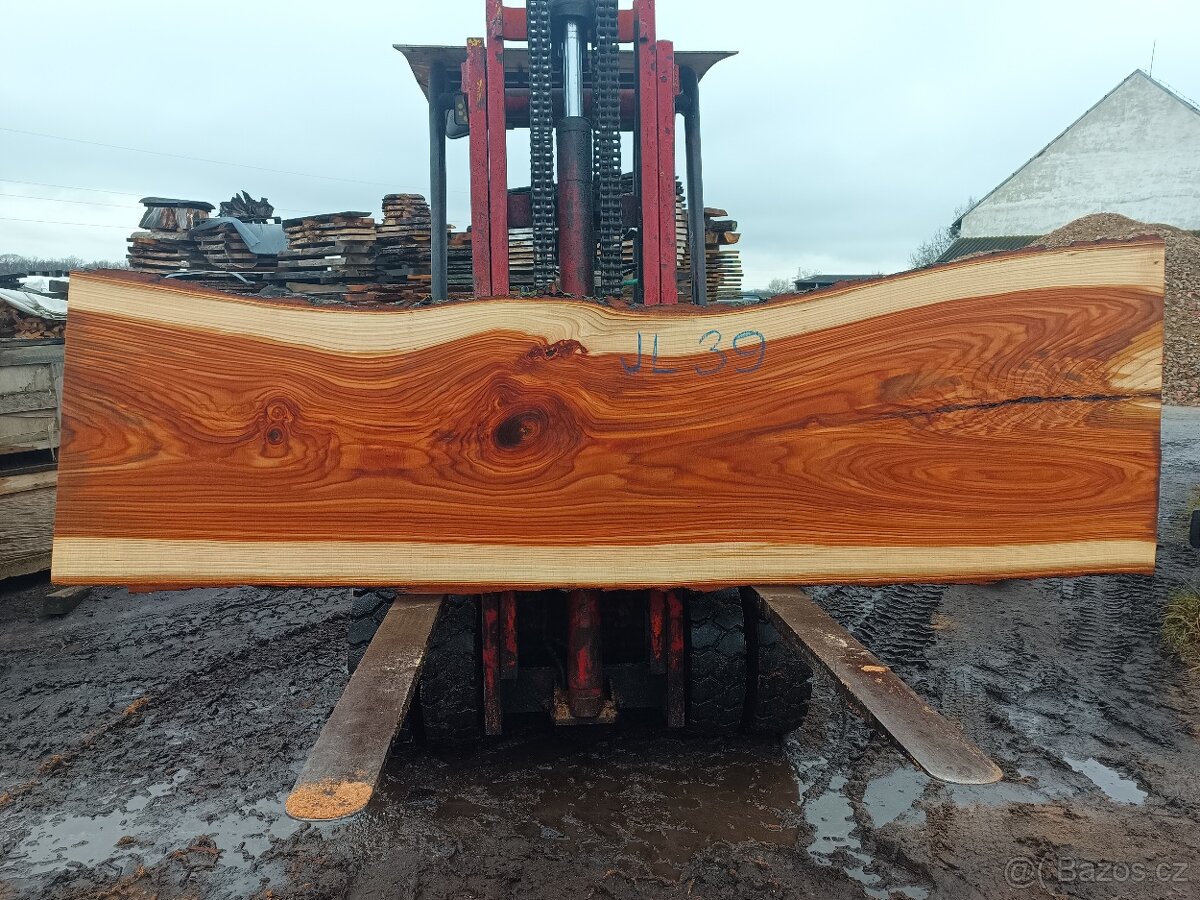 Jilm horský ,,stolové desky,, - 2