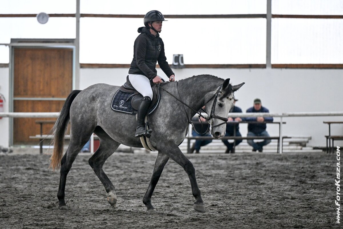 4letá klisna po Cornet de lux - 2