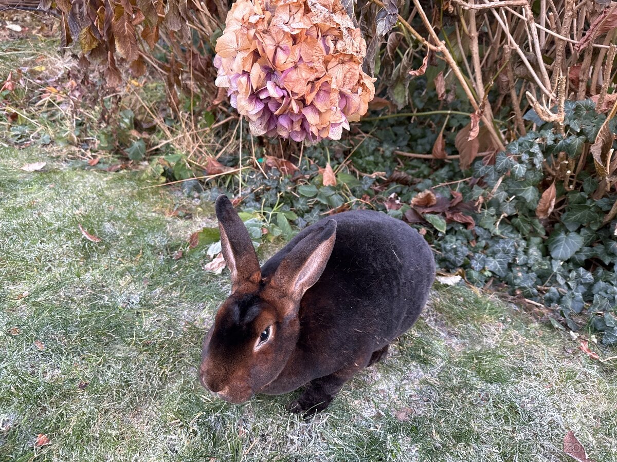 Kastorex-samička - 2