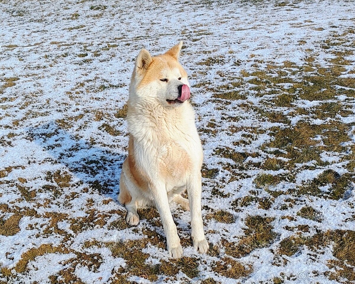 Nádherný pes Akita inu krytí - 2