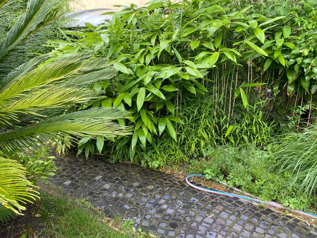 bambusy - podzimní výsadba - 2