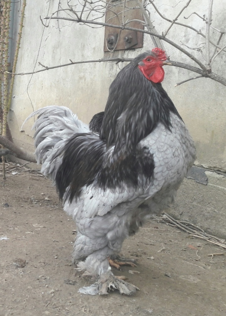 Brahmanka velká modrá - 2