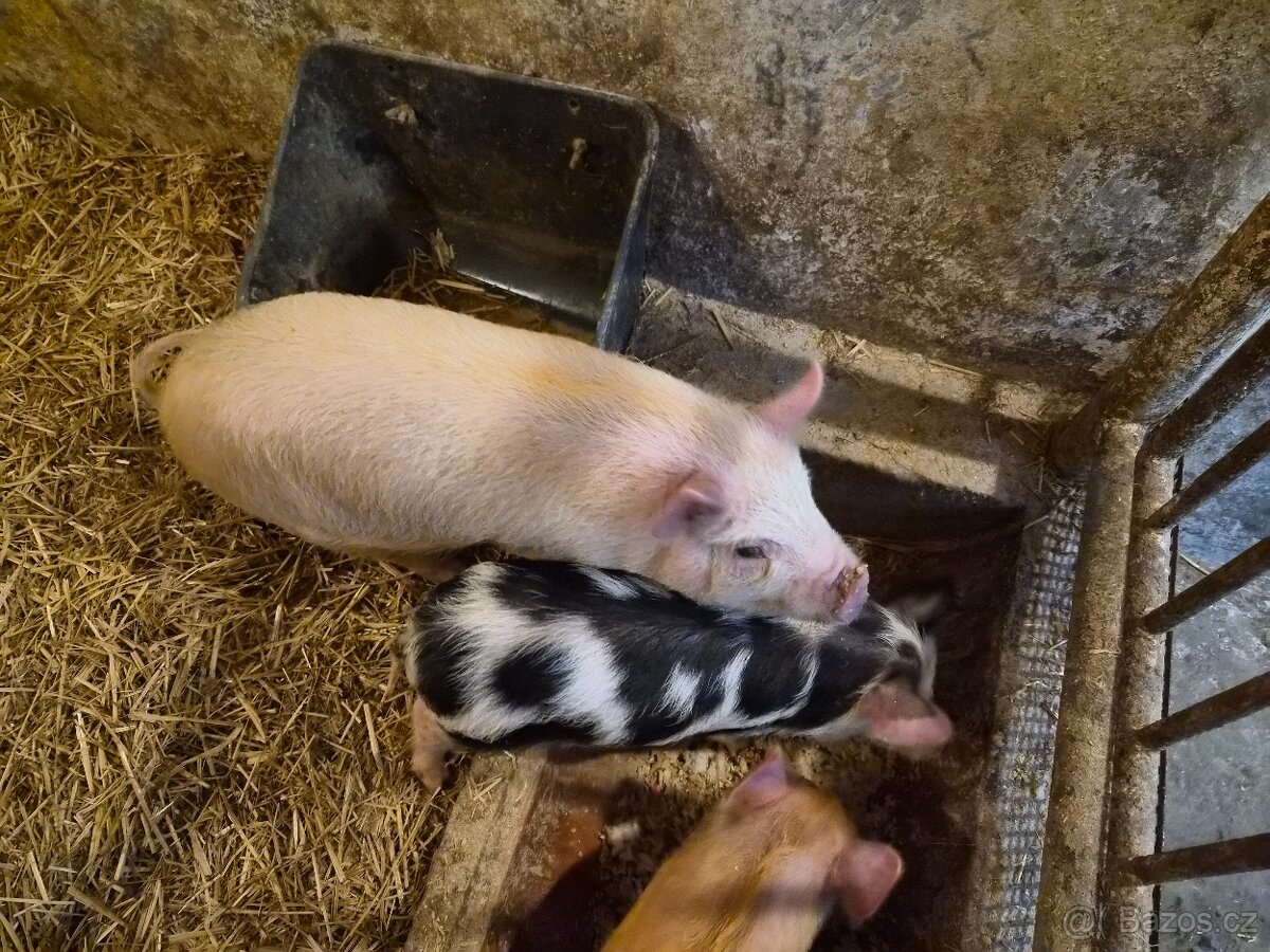 Kune Kune selátka na prodej - 2