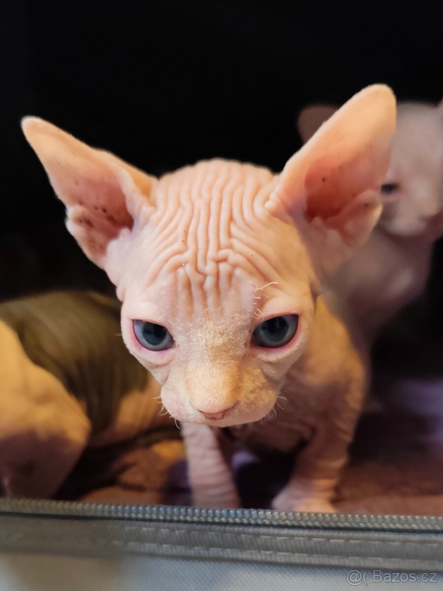 Kanadský sphynx - 2