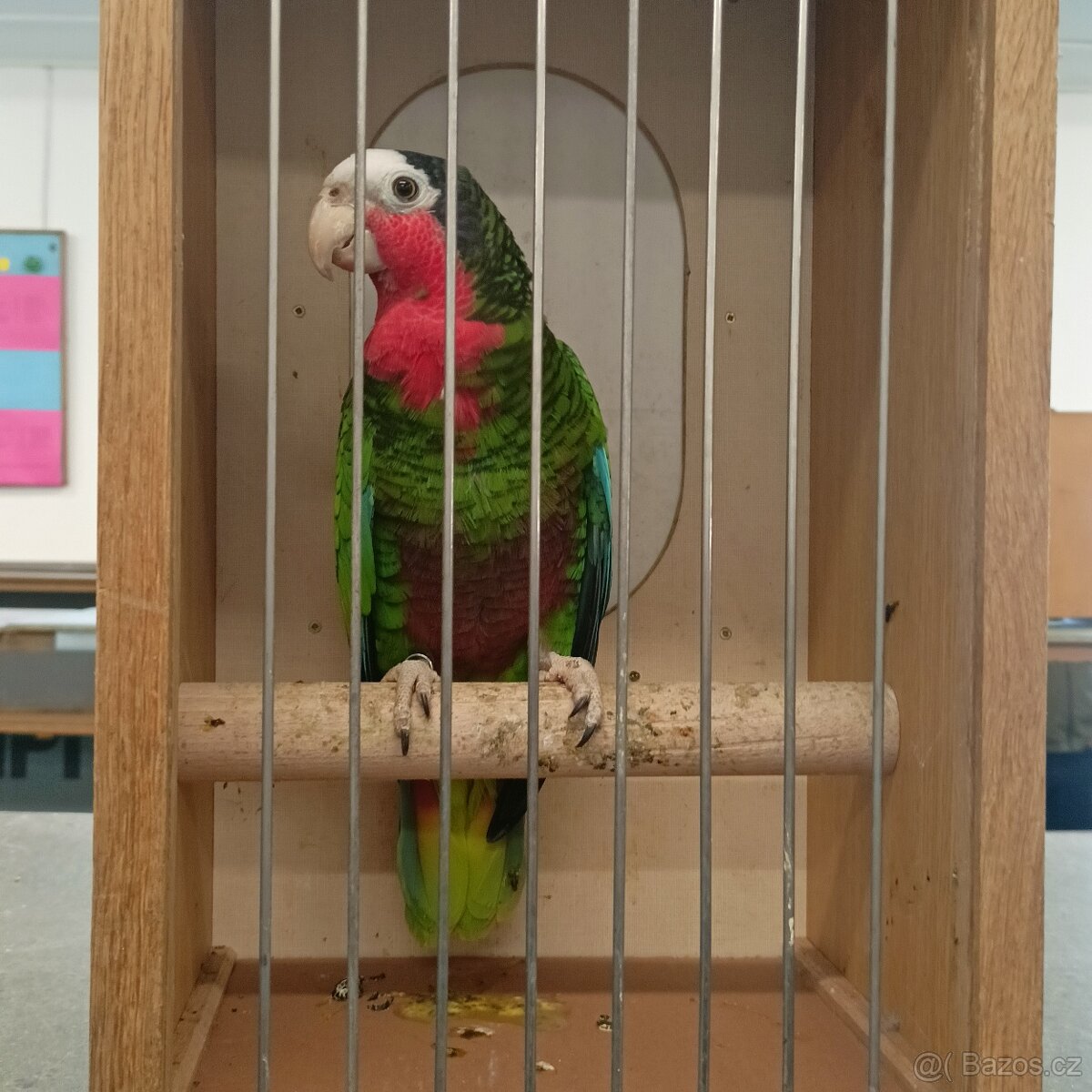 Amazoňan kubánský - 2