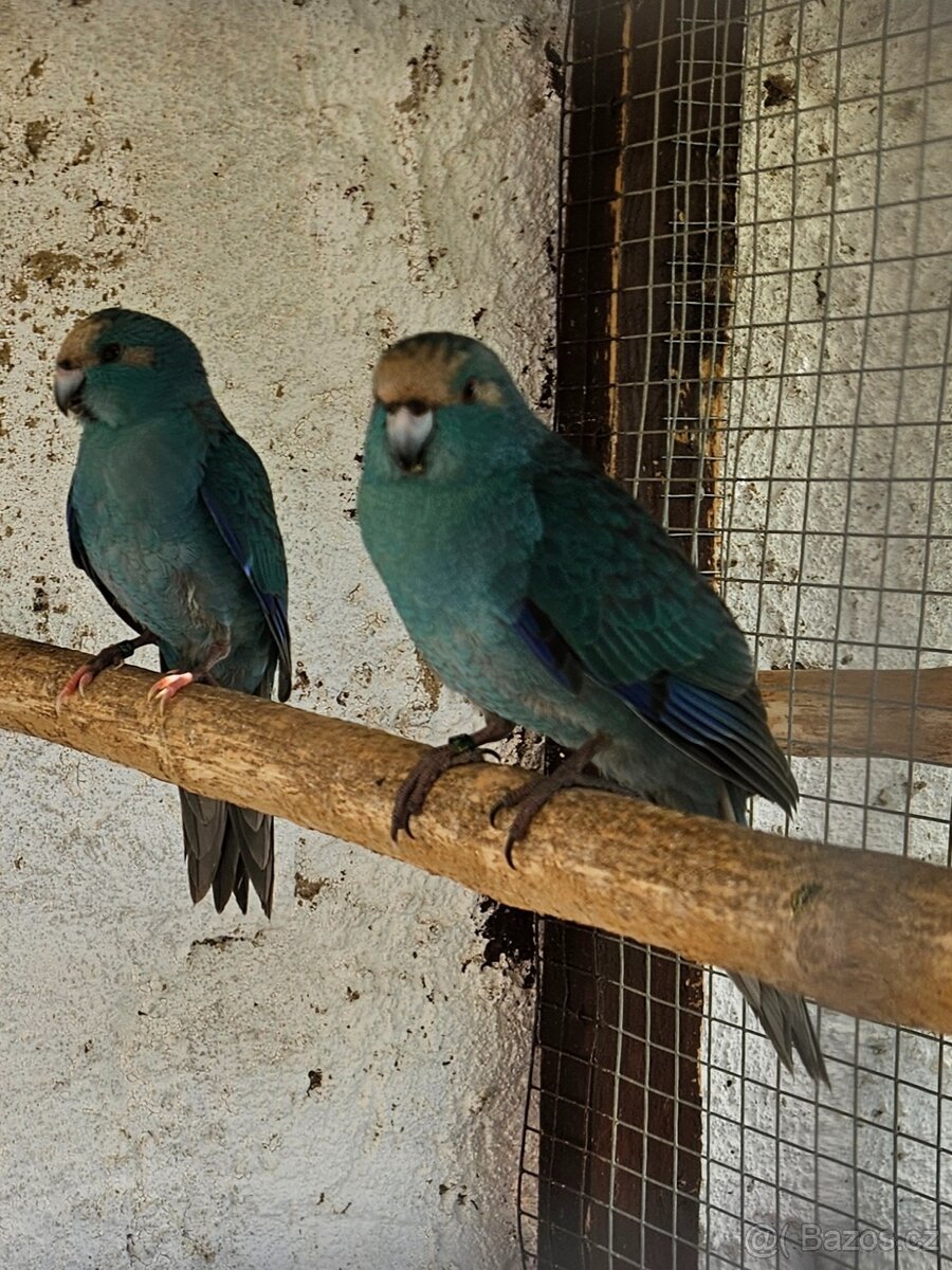 Kakariky - 2