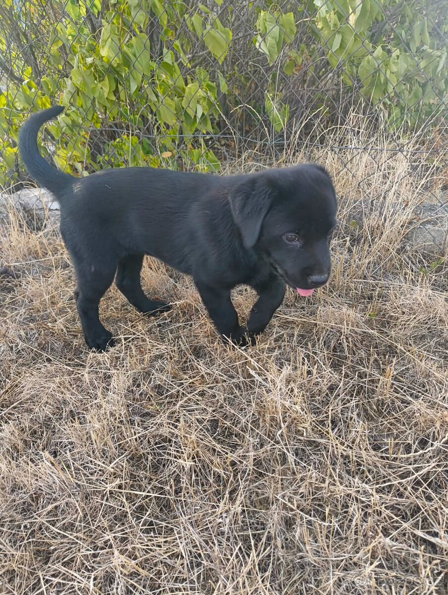 labrador - 2