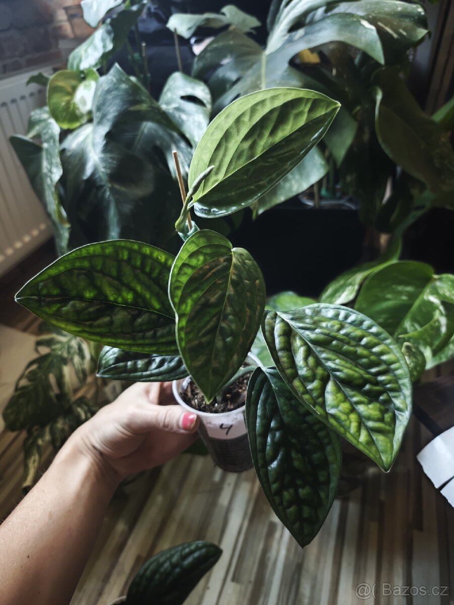 Monstera Karstenianum ( Peru ) č.4 - 2