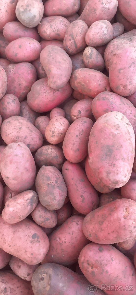 Brambory na,uskladnění - 2