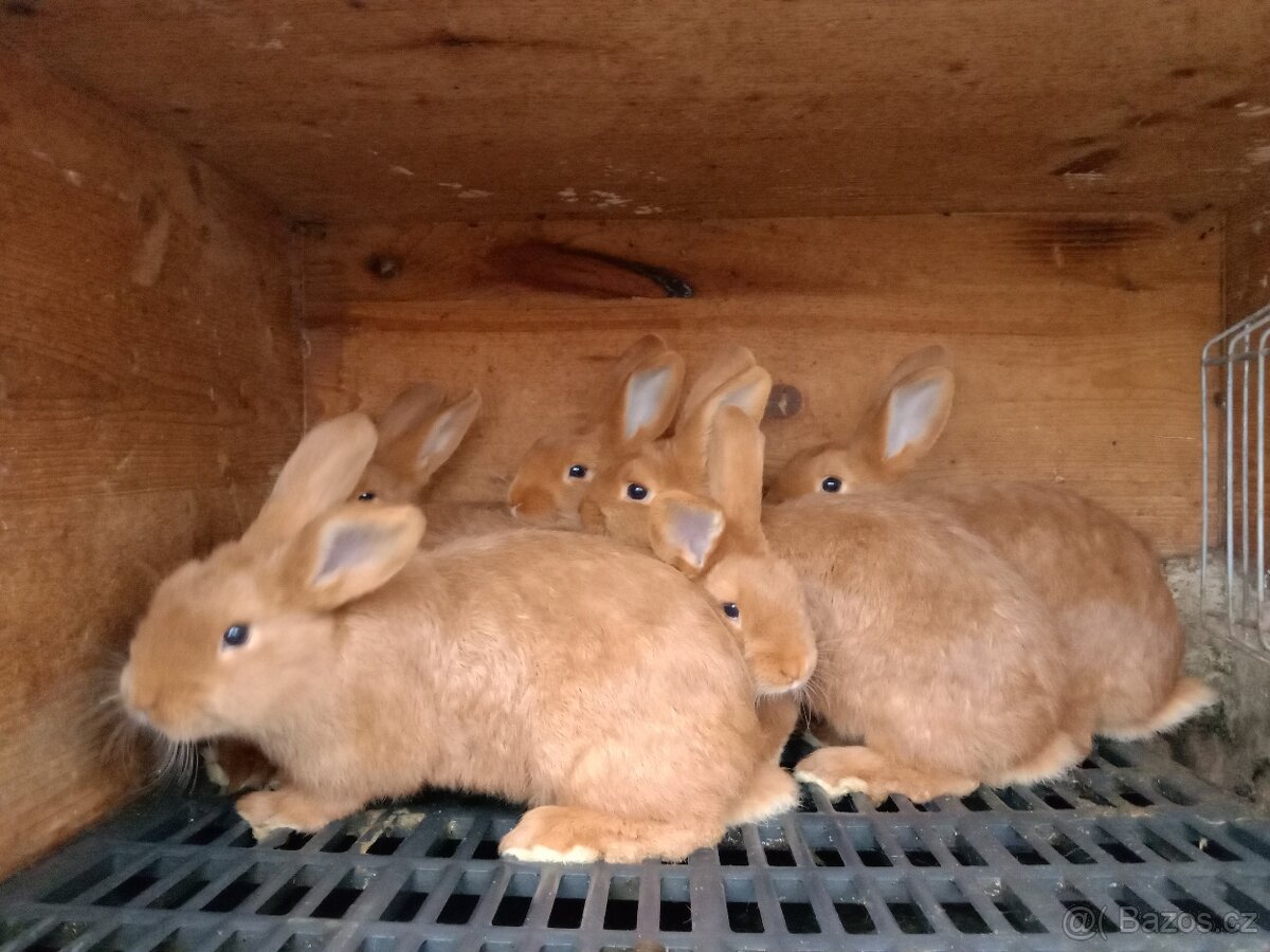 Králík čistokrevný Český červený samci i samice - 2