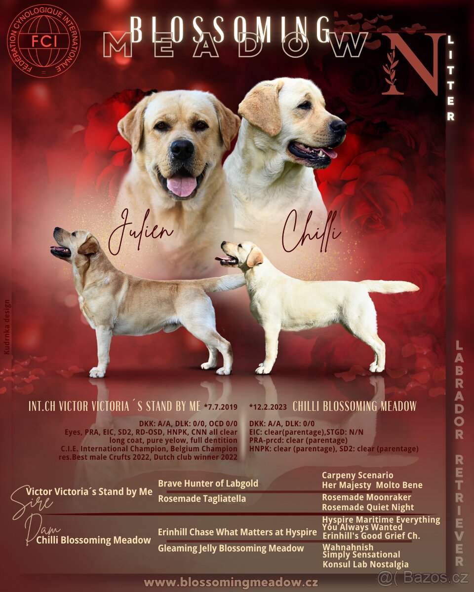 Labradorský retriever s PP - 2