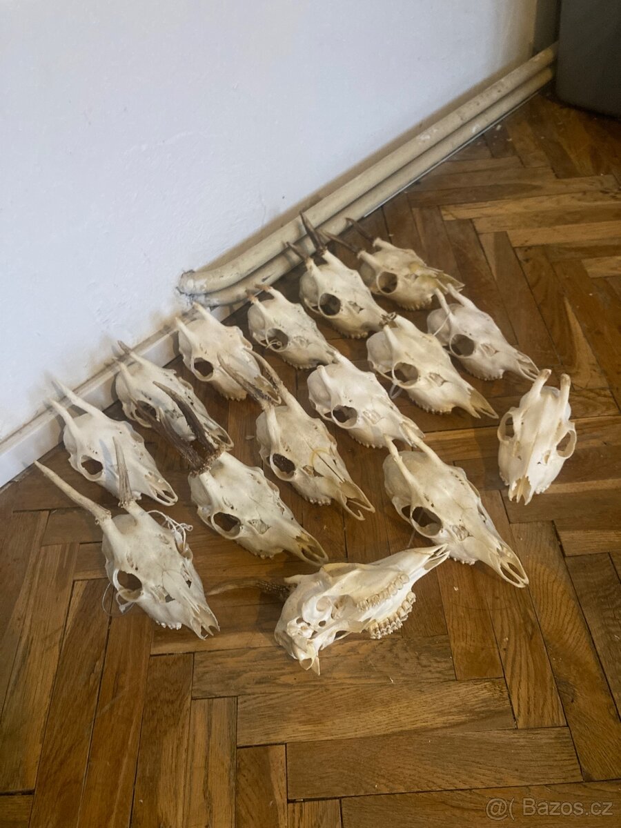 15ks srnci lebka, dekorace, trofej, srnec - 2