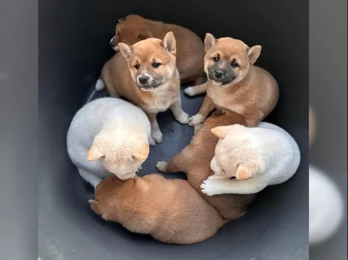 Zdravá a hravá štěňata Shiba Inu. - 2