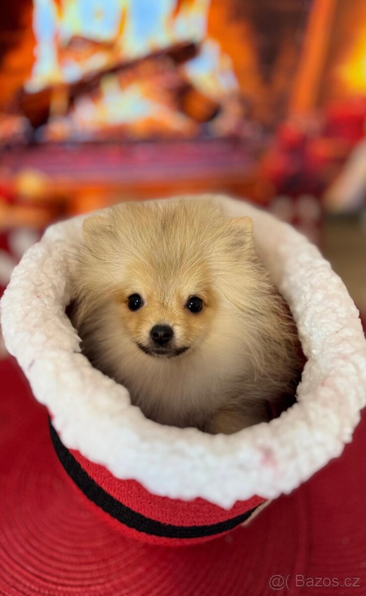 Pomeranian mini S PP - 2