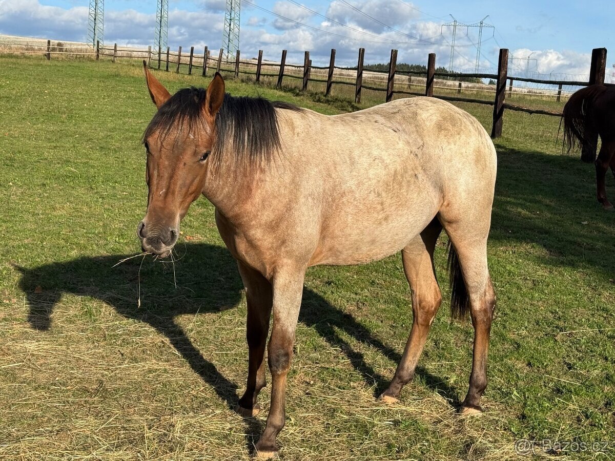 Prodám atraktivní mladou klisnu - 2