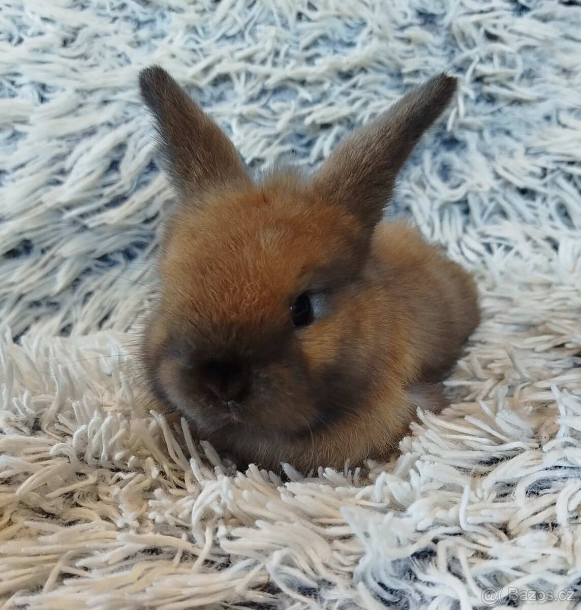 Minilop - anglický zakrslý beránek s VP - 2