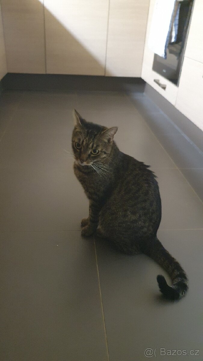 Stále se hledá se kocourek - 2