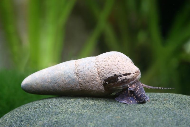 Šnek Tylomelania - 2