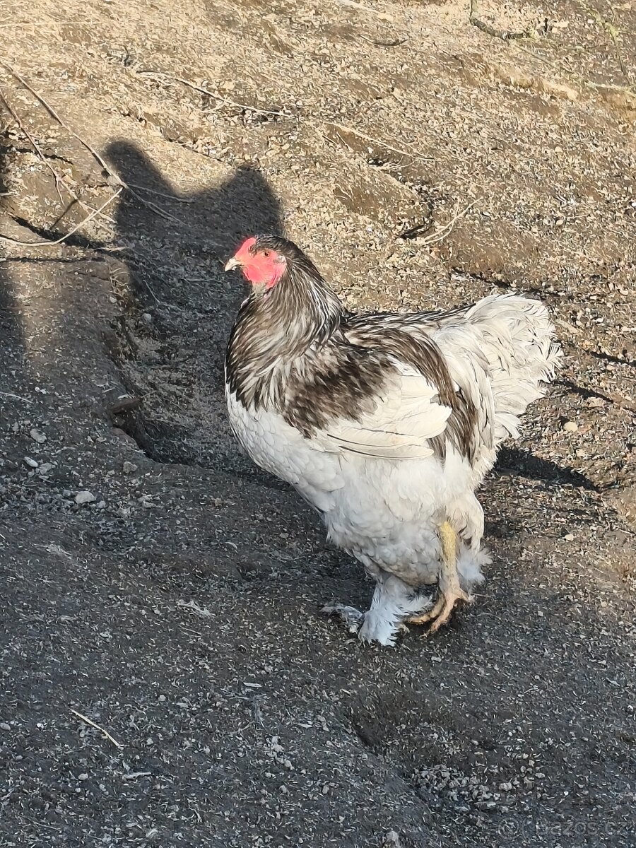 Brahmánka velká - 2