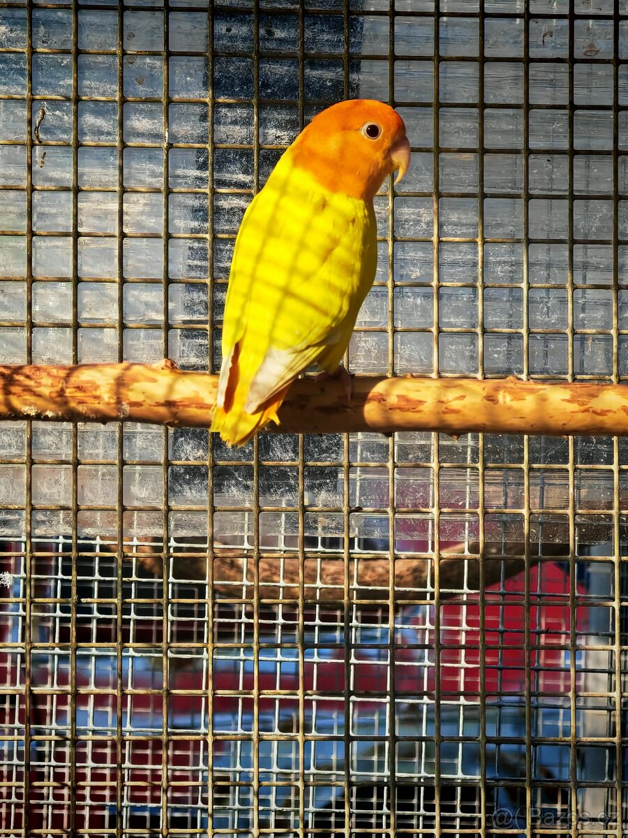 Agapornis růžohrdlý KOUPÍM samce - 2