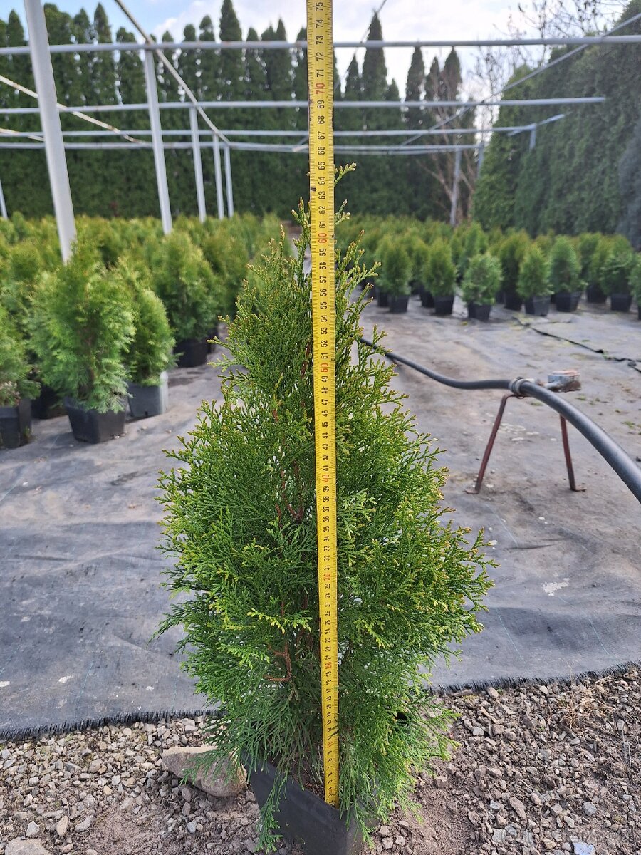 Thuje smaragd (tuje) - 2