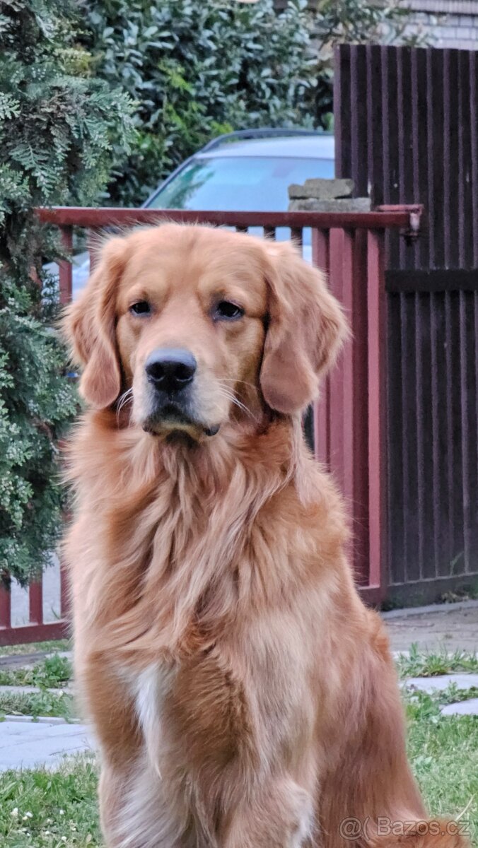 Krytí - Zlatý retrívr - 2
