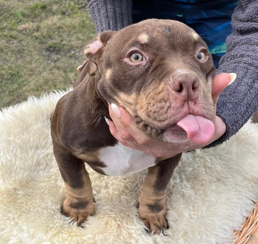 American Bully Micro/exotik s PP i bez PP - 2