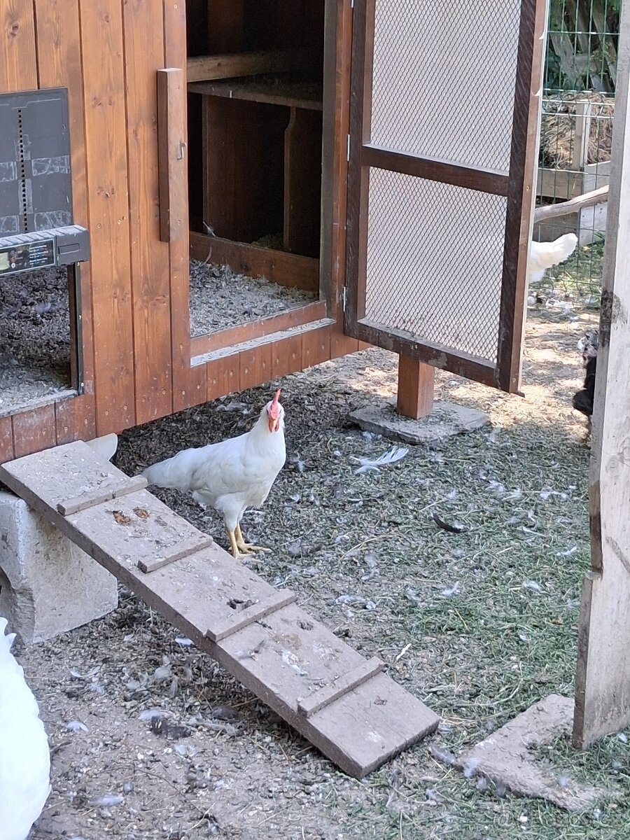 Kohoutci leghorn - 2