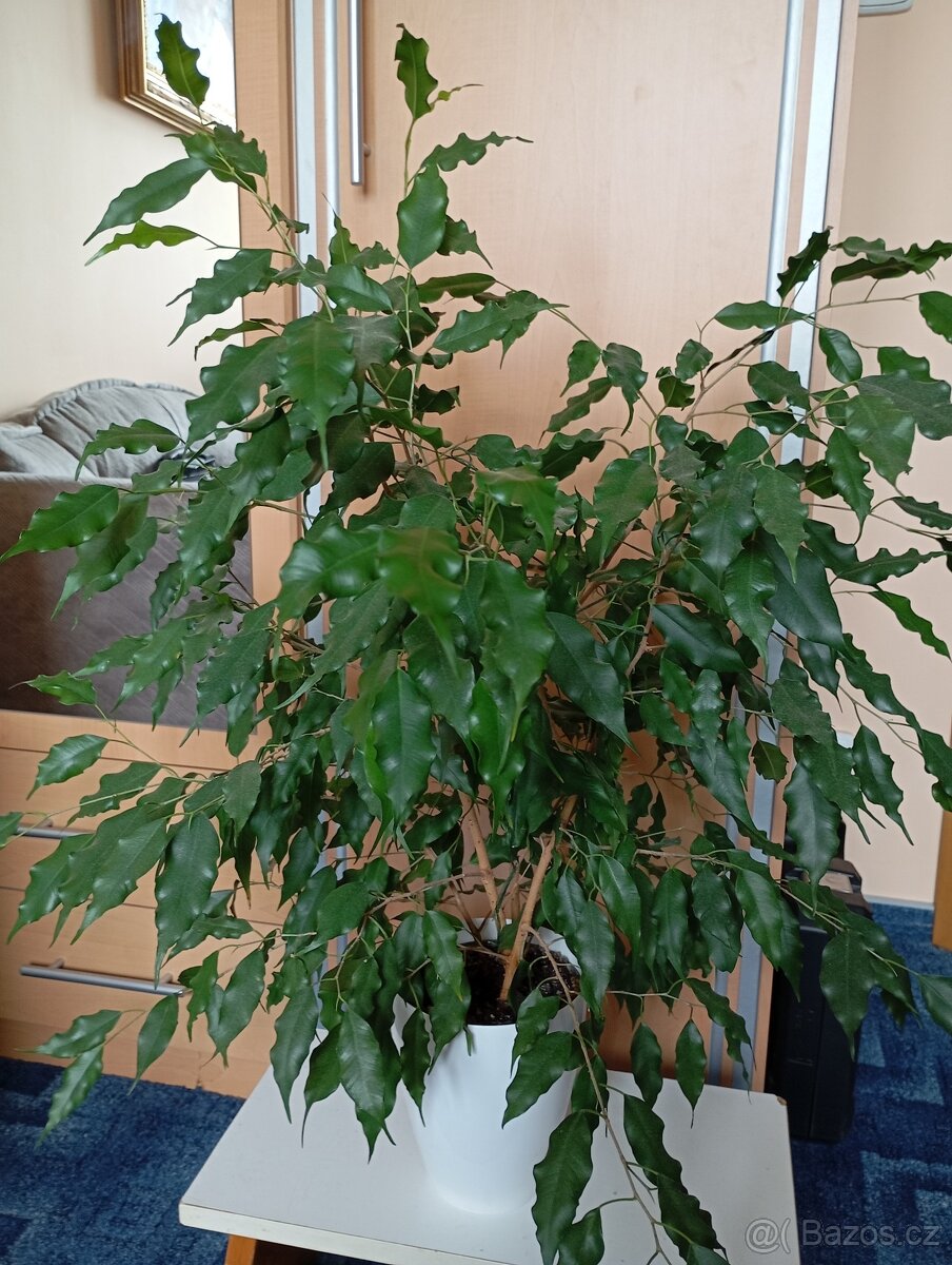 Fikus Benjamin - 2