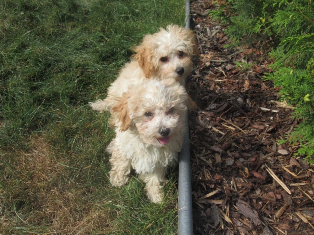 Maltipoo - 2